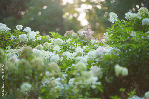 White hydrangeas bloom abundantly in a soft light, creating a gentle floral scene.