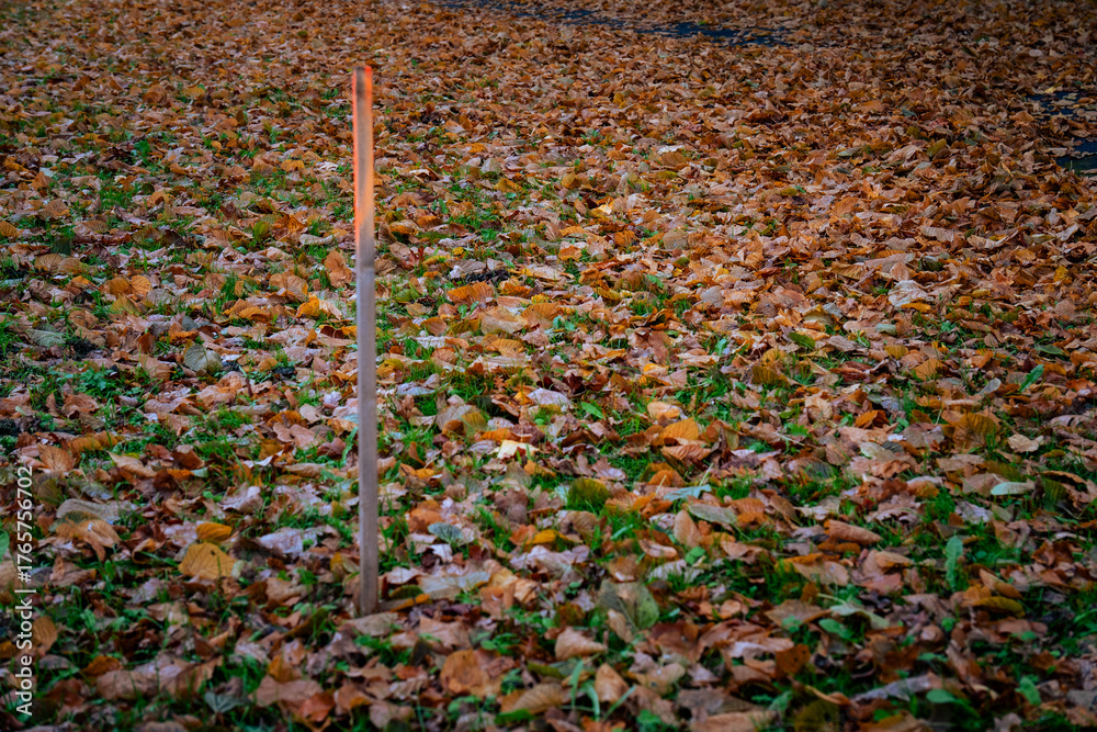 Obraz premium Single wooden stick standing in a field of fallen autumn leaves, symbol of simplicity, solitude and quiet endurance
