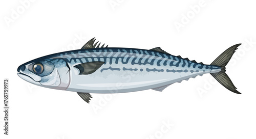 Illustration of a Mackerel Fish A Detailed Depiction of the Marine Creature, Vector Design