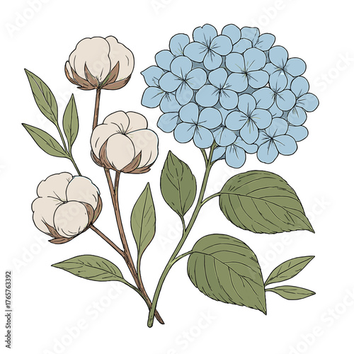 Blue hydrangea flower cluster and fluffy white cotton plant stems botanical arrangement