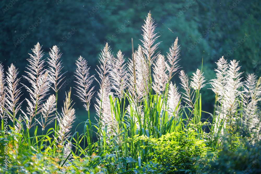 Fototapeta premium Tall white plumes of sugarcane flowers sway gently in the bright sunlight, with lush green foliage and a blurred forest background.
