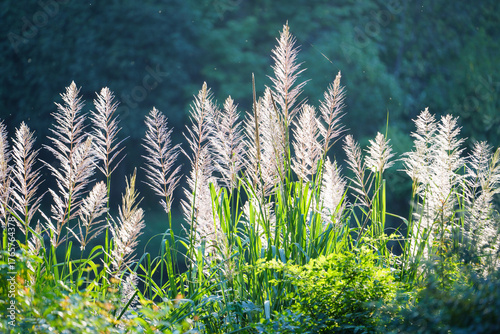 Tall white plumes of sugarcane flowers sway gently in the bright sunlight, with lush green foliage and a blurred forest background.