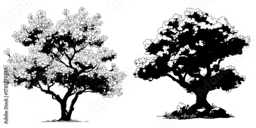 Flat Color Illustration of Cherry Blossom Tree Done by Hand