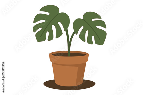 Minimalist potted tropical Monstera deliciosa houseplant isolated on white