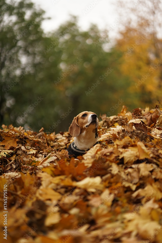 Naklejka premium Beagle dog sitting on top of a pile of yellow autumn leaves in the park, looking away, blurred background