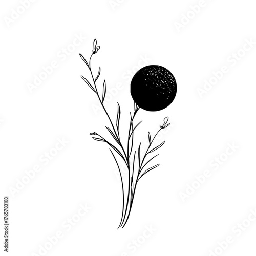 Illustration of a delicate plant with thin stems leaves and small flowers next to a textured black circle