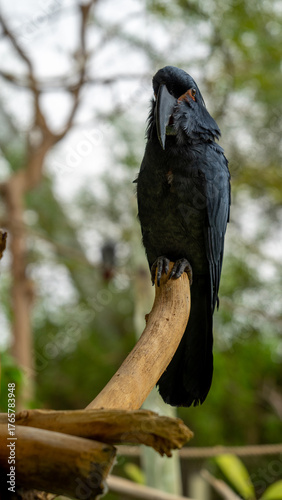 Palm cockatoo or Probosciger aterrimus or goliath great black cockatoo is large smoky-grey or black parrot of family in Safari Park of Dubai, UAE