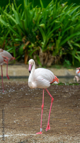 Phoenicopterus is genus of birds in flamingo family Phoenicopteridae in Safari Park of Dubai, UAE. Vertical image