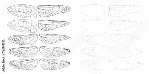 Detailed line drawings and faint outlines of various insect wings showing vein patterns and structures