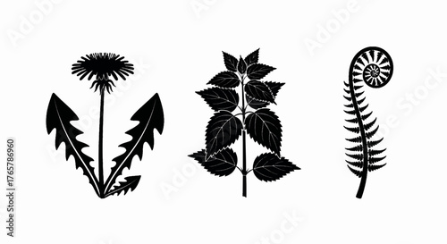A set of botanical plant silhouettes. Vector icons of a dandelion, stinging nettle, and fern frond. Minimalist black and white graphic illustration