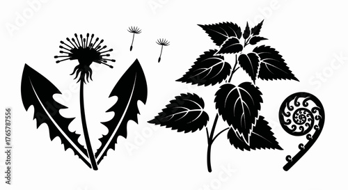 Wild plants vector silhouette set. Dandelion, nettle, and fern frond icons. Black and white botanical graphic illustration