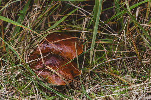 Moist brown mushroom caps peek through tangled grass on a mossy woodland floor.