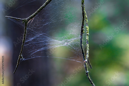 Fine strands of spiderweb span mossy twigs in calm woodland, silk glowing against soft green bokeh with ample copy space.
