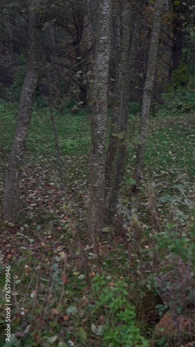 Autumn forest. View of dried bushes in a wild forest.