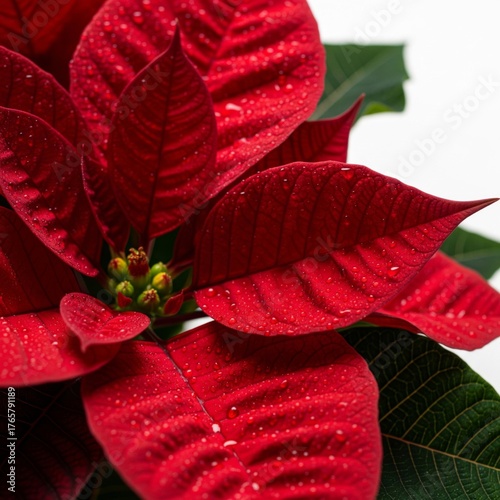 Close Up of a Vibrant Red Poinsettia Flower with Water Droplets on Deep Green Leaves