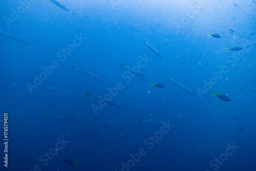 Wallpaper Mural I interacted with lots of barracuda on Koh Tao. Torontodigital.ca