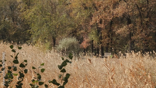 Autumn forest edge with tall dry grass and trees