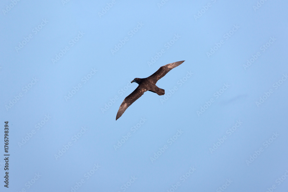 Obraz premium Falkland Islands Albatross in flight on a cloudy winter day