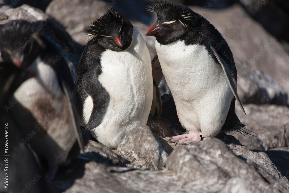 Fototapeta premium Falkland Islands snares crested penguin on a cloudy winter day