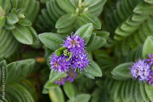 Hebe andersoni flowers  closup