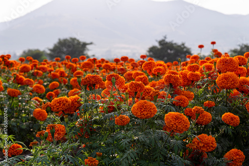 cempasúchil, flor de cempasúchil, campo de cempasúchil, flores de cempasúchil, flor de muerto, flor tradicional mexicana, día de muertos, naturaleza, campo mexicano, paisaje, paisaje mexicano, montaña