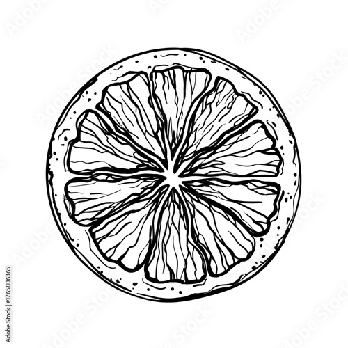 Vector hand drawn ink style detailed orange slice illustration isolated on white background