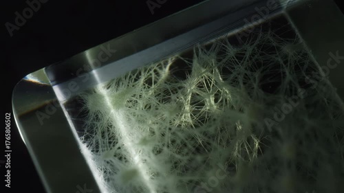 Close-up view captures a unique transparent resin showing delicate, web-like patterns. The detailed texture reveals nature's artistry in resin form