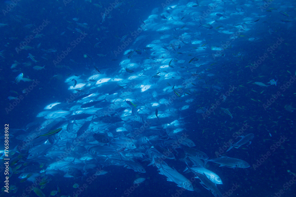 Fototapeta premium School of bigeye trevally on Koh Tao, Thailand