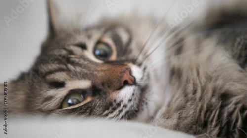 A cat is laying on a bed with its eyes closed
