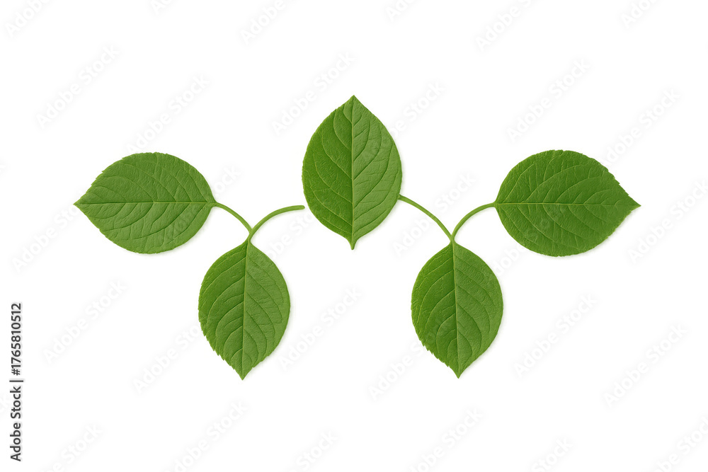 Fototapeta premium Green leaves creating a symmetrical pattern, representing growth, natural beauty, and environmental concepts with transparent background