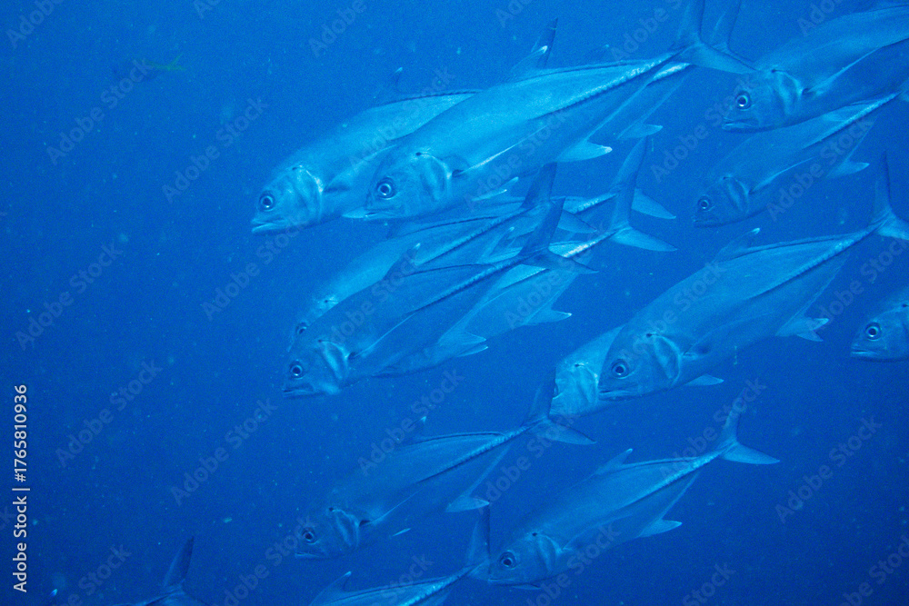 Fototapeta premium School of bigeye trevally on Koh Tao, Thailand