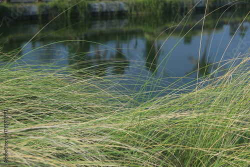 beautiful ornamental grass plants as garden decorations planted in city parks