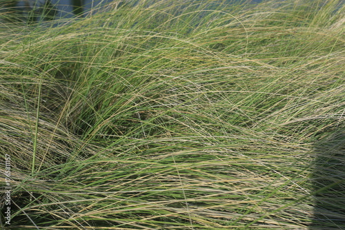 beautiful ornamental grass plants as garden decorations planted in city parks