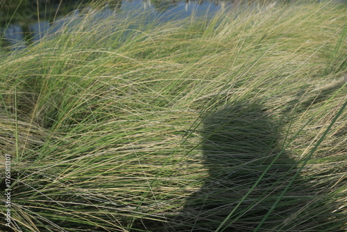 beautiful ornamental grass plants as garden decorations planted in city parks