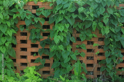 brick walls arranged sparsely to allow air ventilation, with climbing plants growing on them, creating a green and red contrast.