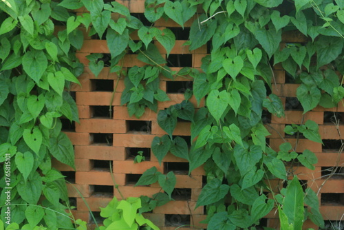 brick walls arranged sparsely to allow air ventilation, with climbing plants growing on them, creating a green and red contrast.