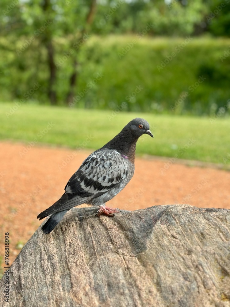 Fototapeta premium pigeon on a fence