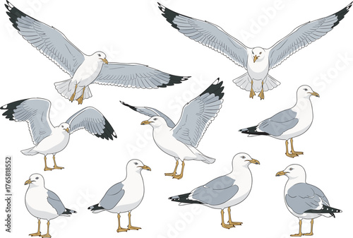 Seagull illustration set, flying and standing poses, coastal bird anatomy, white and grey feathers, black wingtips, vector art, nature study
