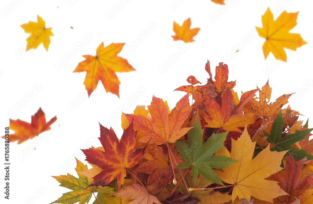 Fototapeta premium Colorful Autumn Maple Leaves Falling Isolated on White Vibrant Red, Orange, and Yellow Foliage