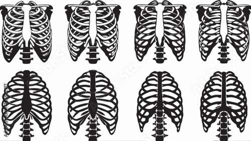 Detailed human rib cage anatomy chart for medical education, skeleton bone structure thoracic for biology