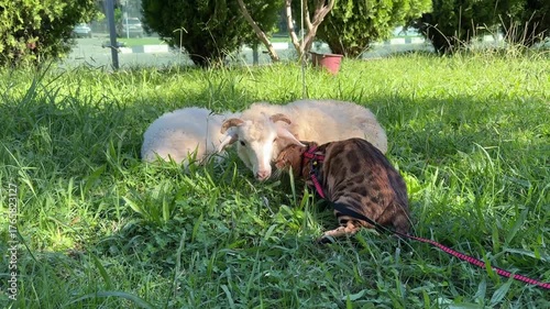 Bengal cat and lambs in a meadow