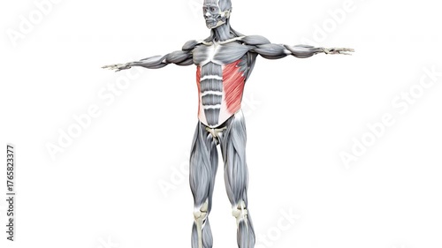 Human Muscular System Torso Muscles Abdominal External Oblique Muscle Anatomy Animation Concept