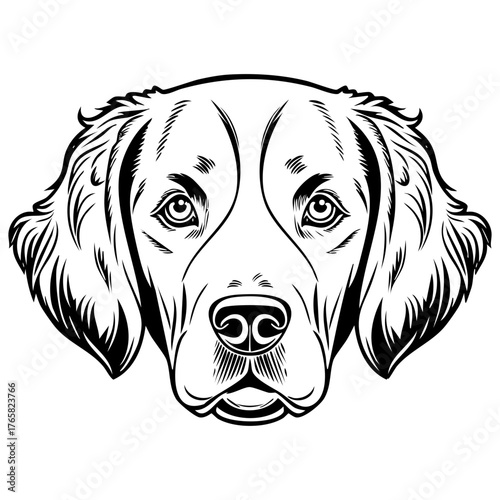 Detailed Black and White Line Art Portrait of a Setter or Spaniel Dog Head Vector