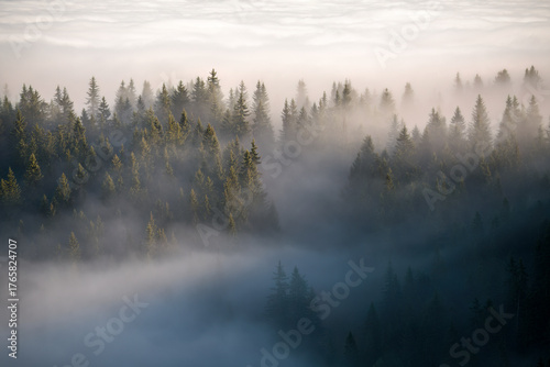 view of a misty spruce forest from the mountains at a autumn morning