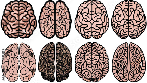 Detailed anatomical brain illustration showcasing different views for scientific and educational use