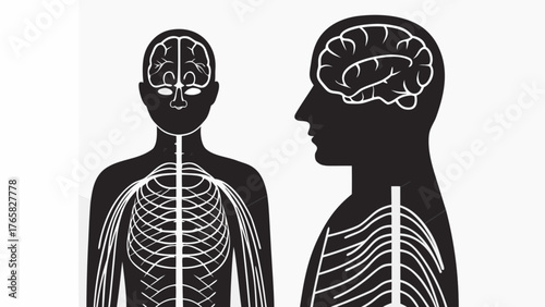 Anatomical illustration of the human brain and nervous system for medical education or healthcare promotion