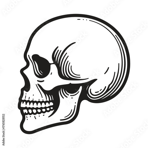 Classic skulls profile view detailed engraving style human skull artistic rendering for creative projects and designs