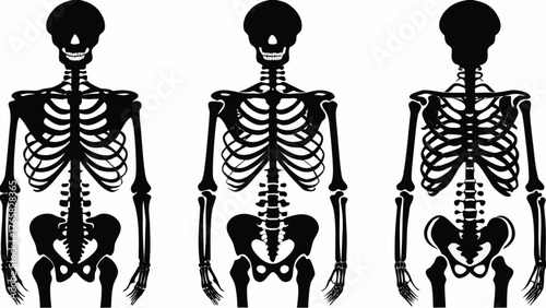 Anatomically accurate skeleton illustrations for education, science, and Halloween designs