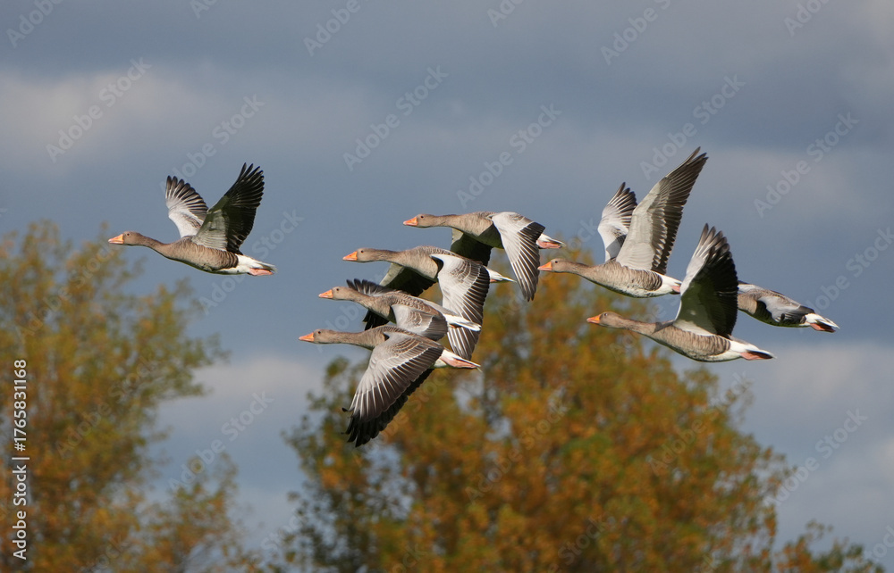 Fototapeta premium a group of greylag geese (anser anser) is flying over trees in autumn