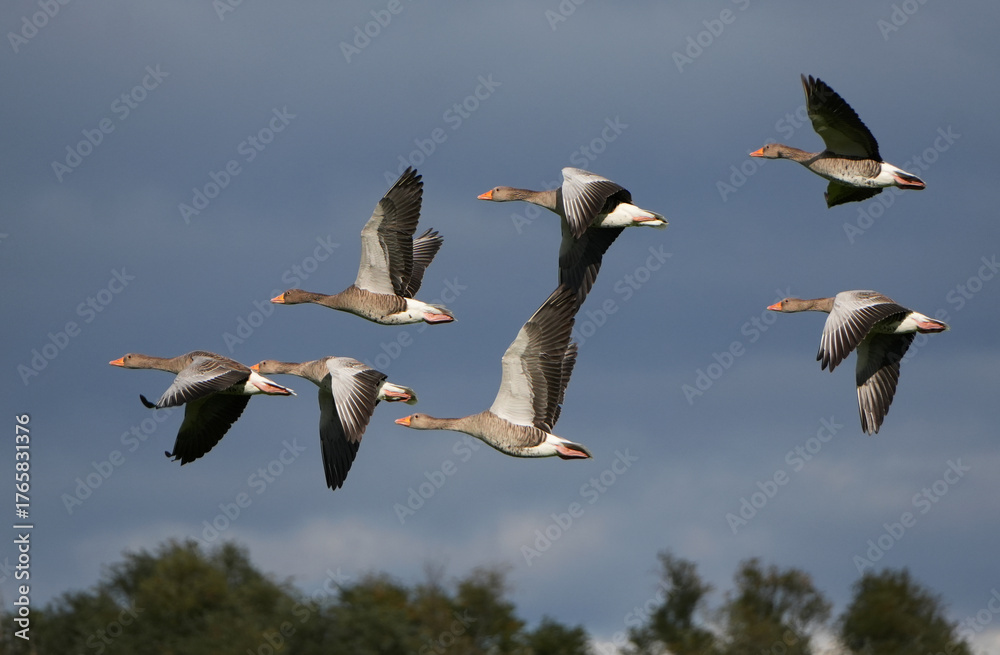 Fototapeta premium a flock of wild greylag geese (anser anser) is flying across a cloudy sky
